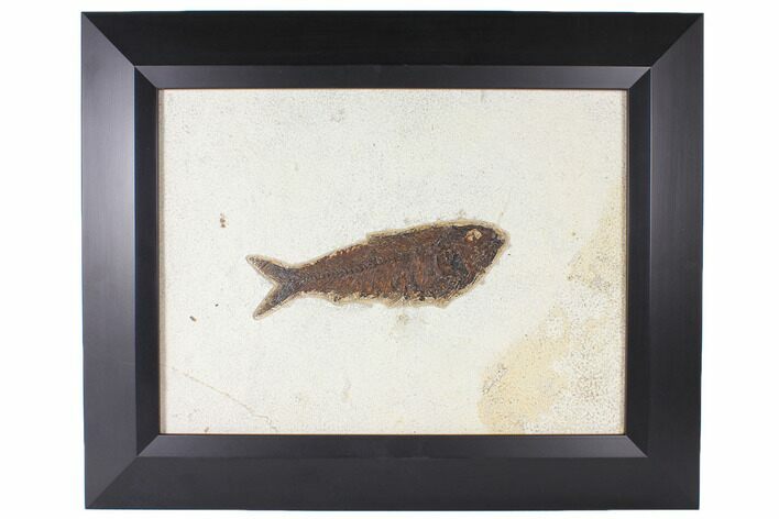 x Framed Fossil Fish (Knightia) - Wyoming #122642